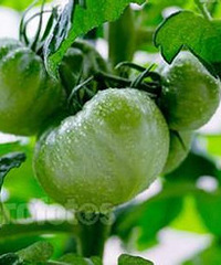 ��˪��ļ����߲ˣ����и�����˵�����ؿ���