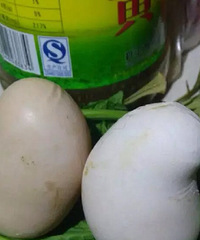 Ѽ��Ϊʲô������