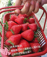 �������ժ��ݮ��