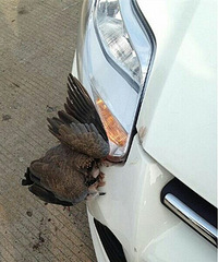 ײ��һֻ���