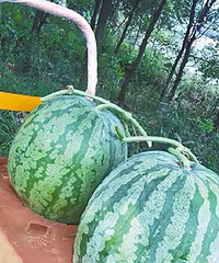 ������60��һ��