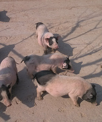 ����������