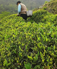 �� ���µ�����