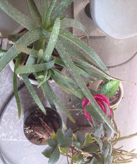 ɹ�Ҽ����ڻ����ݲݣ���֪�������Ƕ������8���ˣ�