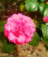 ���Ļ���ͦ�õ�