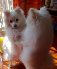 #�����ȳ�#�Ҽ��ж���