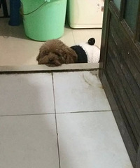 我家傻贝 智商有时高的我都追不上