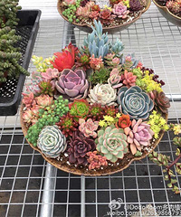 ���Ž׶εĶ���С�����ߣ������������о����а���������~