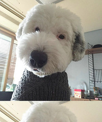 ���ɰ�������Ϯ