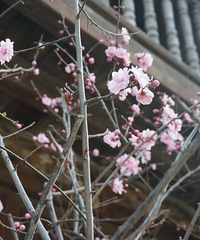 【踏春行动】+青山翠竹,古镇老街