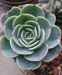 �������Ȧ��һ����+�ջ�Ҳ���