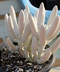 ��ÿ��һ����������Ƽ�һ�����~~