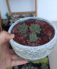 �������Ȧ��һ��+ �ɰ��Ķ���