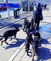 ���ӵ����ް�����Ȯ ��������Ȯ��:Ӧ���ܷ�