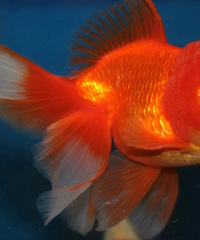 [������Ե]double three���³�