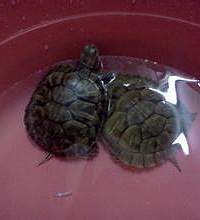 �ҵĳ�����ֻ���ڹ�