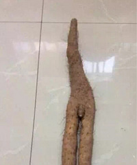 һ���Ͳ���ʲô����ɽҩ