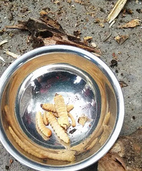 ����Ҳ��������