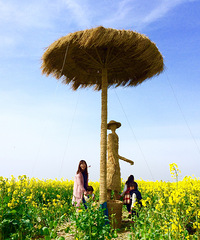 【台州湾 油菜花】附地图 有稻草人哦 比较赞
