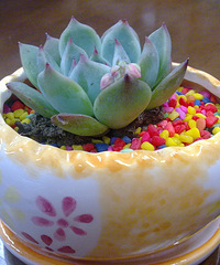 ���������Ȧ��һ�������⼪����