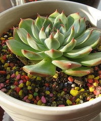 ���������Ȧ��һ�������⼪����