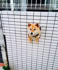 Ϊʲô��Ȯ��ô���ױ���ס���ۿ�ǽ���㲻����һ�������ã�