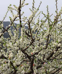 ��ɫ��ʲô��