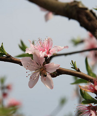 【旅游日记】+阳春三月觅春意