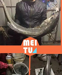 "温岭:近海捕获30斤左右的鲈鱼"