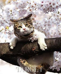 3��25-31��ӣ�������ձ�֮�У���ļ����~