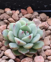 ���������Ȧ��һ������ʾ�ֲ�������