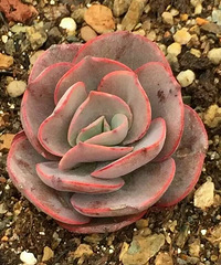 ���������Ȧ��һ������ʾ�ֲ�������