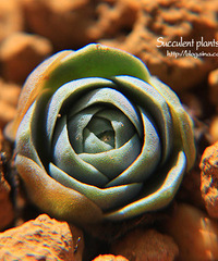 ΢���µ��������