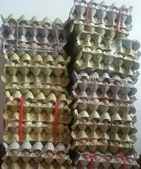 ������7����1200ö���� ! С����ɵ�ˣ���ô��ѽ��