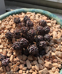 ���������Ȧ��һ���������������