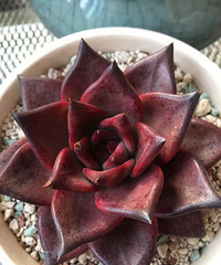 ����������������ͬһ��Ʒ����