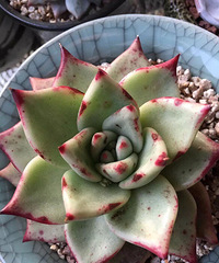 ����������������ͬһ��Ʒ����