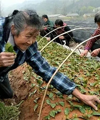 ����76��ũ���ϸ���ҵ�ֲ裺Ϊ����ծ��Ϊ��ϱ�β�