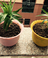 ���ֵİٺ���ô������ָ�㡣