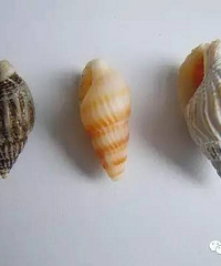 [ע��]�ܲ�ס�����죬13����ֵ����ӡ�