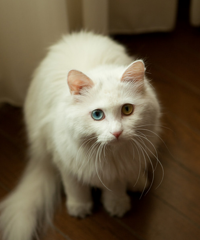 #故事#猫