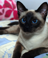 #故事#猫