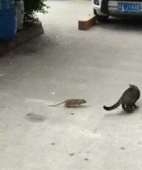 �ߵ��ˣ� ����׷��è��