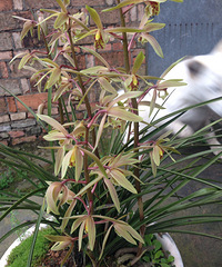 ����ʮ���ˣ�¥���Ǿ����⻨��Ʒ����Σ�