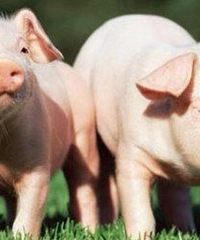 ������������ģʽ����������������ĵ�10������