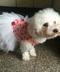 ����Ʒ ����С��ȹ