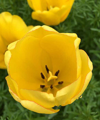 [���]����������� ��������ĸ���