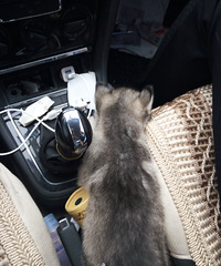 �����¡�+�Բݲݵ�һ�����顣