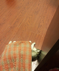 �����¡�+�Բݲݵ�һ�����顣