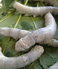 "你买的冬虫夏草,有多少是青蚕?"
